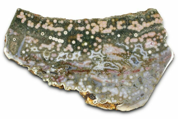 Polished Orbicular Ocean Jasper Slab - Madagascar #382015